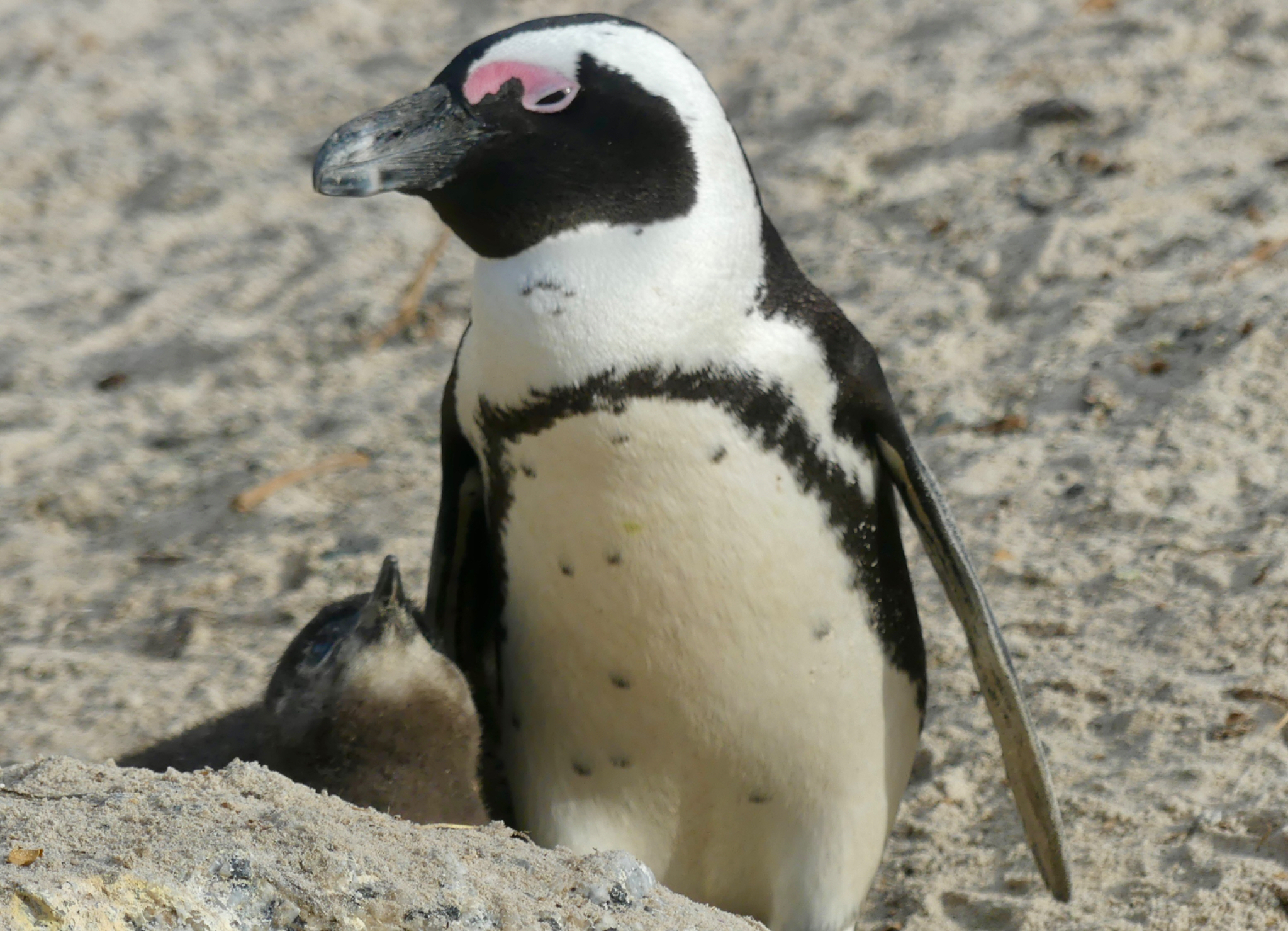 Parent and baby African Penguin 2